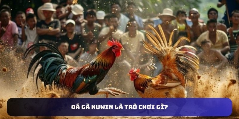 Đá gà Kuwin là trò chơi gì?