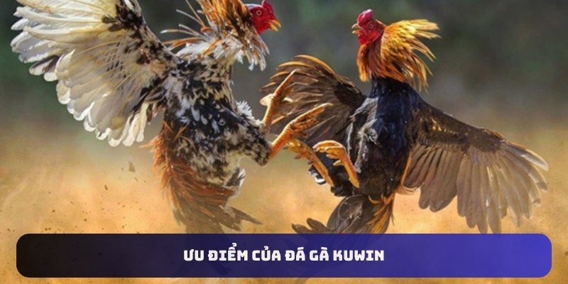 Ưu điểm của đá gà KUWin